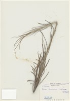 藏品(臺灣百合)的圖片